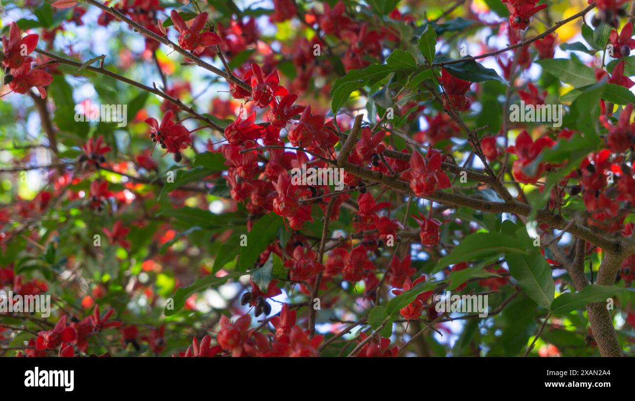 Lush display vibrant red hi-res stock photography and images - Alamy