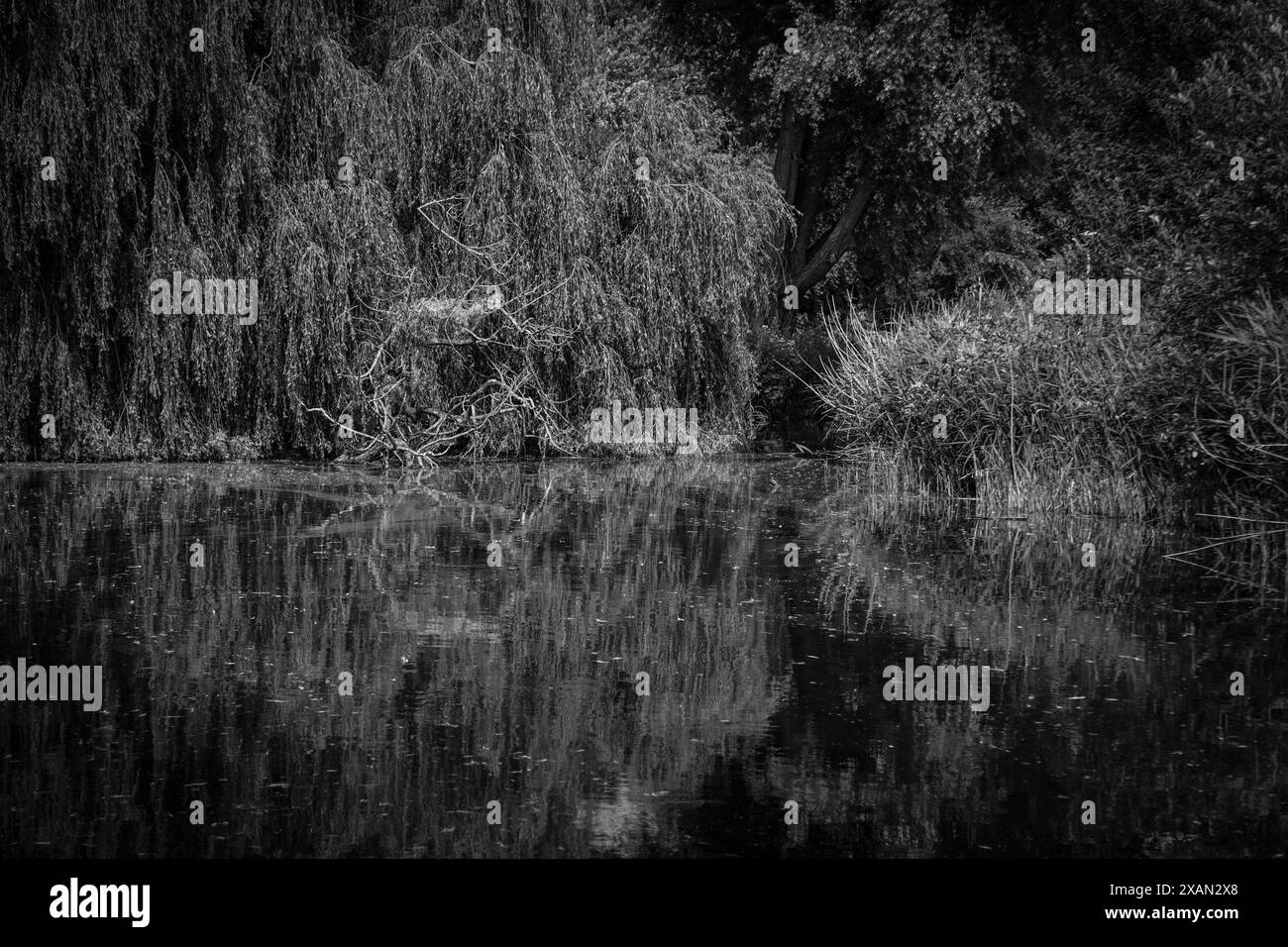 Pond view Black and White Stock Photos & Images - Alamy