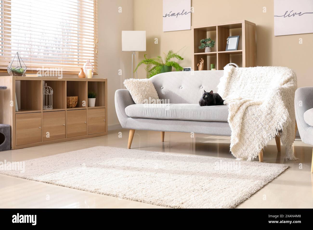 Cute black cat sitting on sofa in modern living room Stock Photo - Alamy
