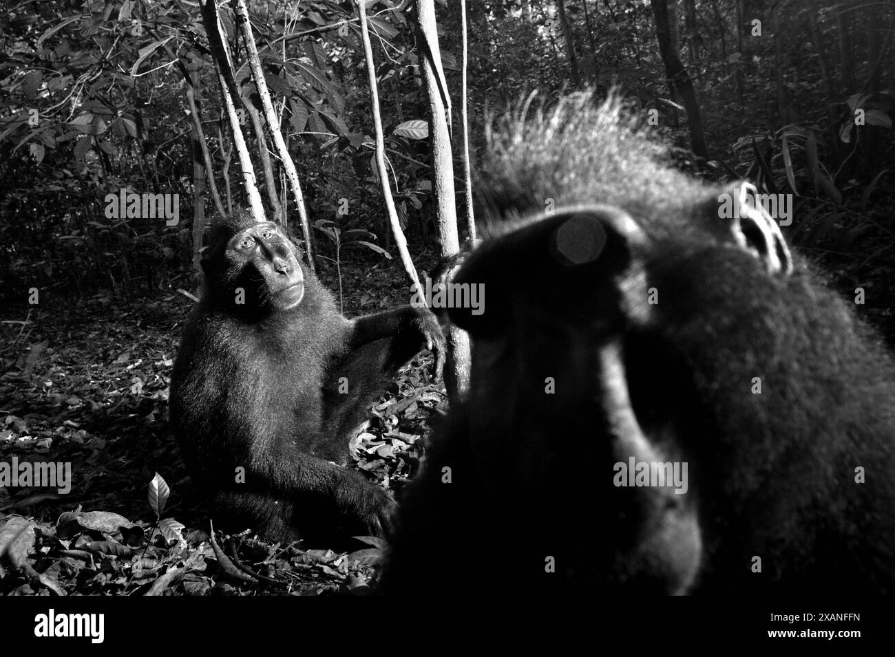 Portrait of two individuals of Sulawesi black-crested macaque (Macaca nigra) sitting on the ground in Tangkoko Nature Reserve, Indonesia. Stock Photo