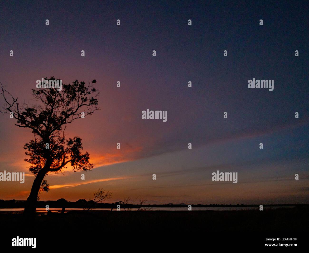 Scenic tree silhouette hi-res stock photography and images - Alamy