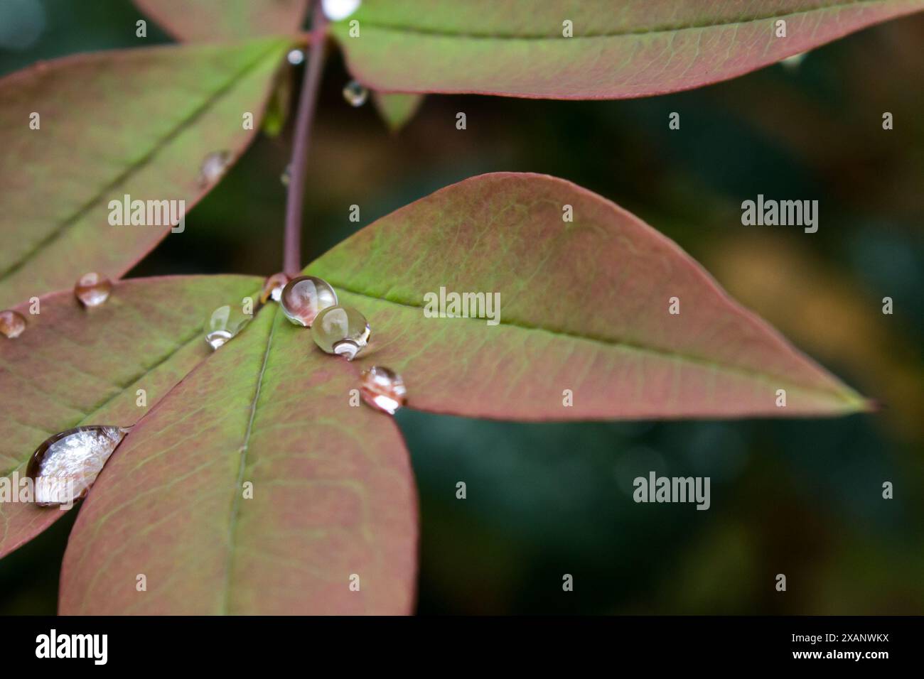 Spherical dewdrops caught between the leaves of a heavenly bamboo starting to change colour. Stock Photo