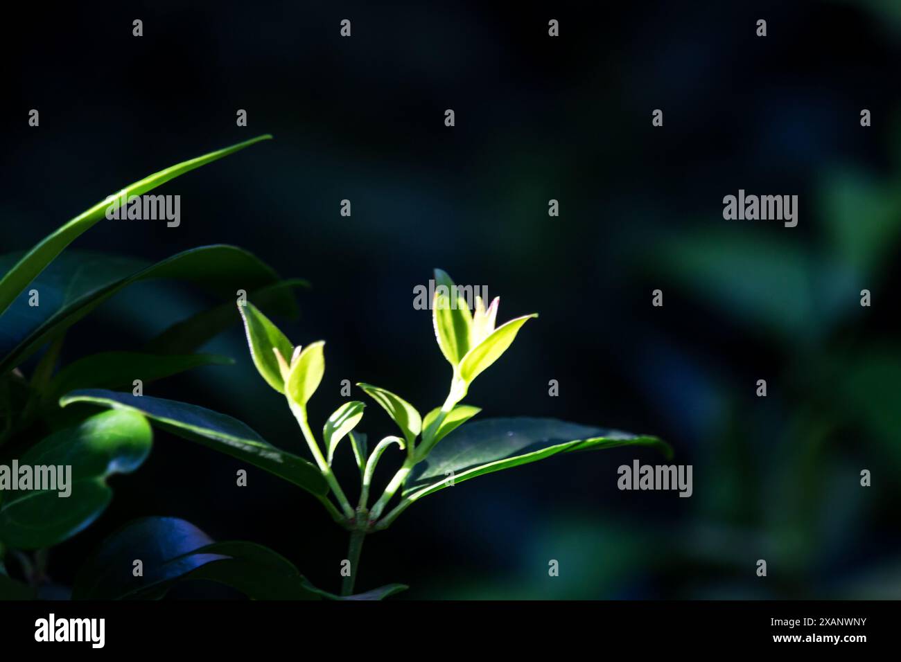Delicate growth hi-res stock photography and images - Alamy