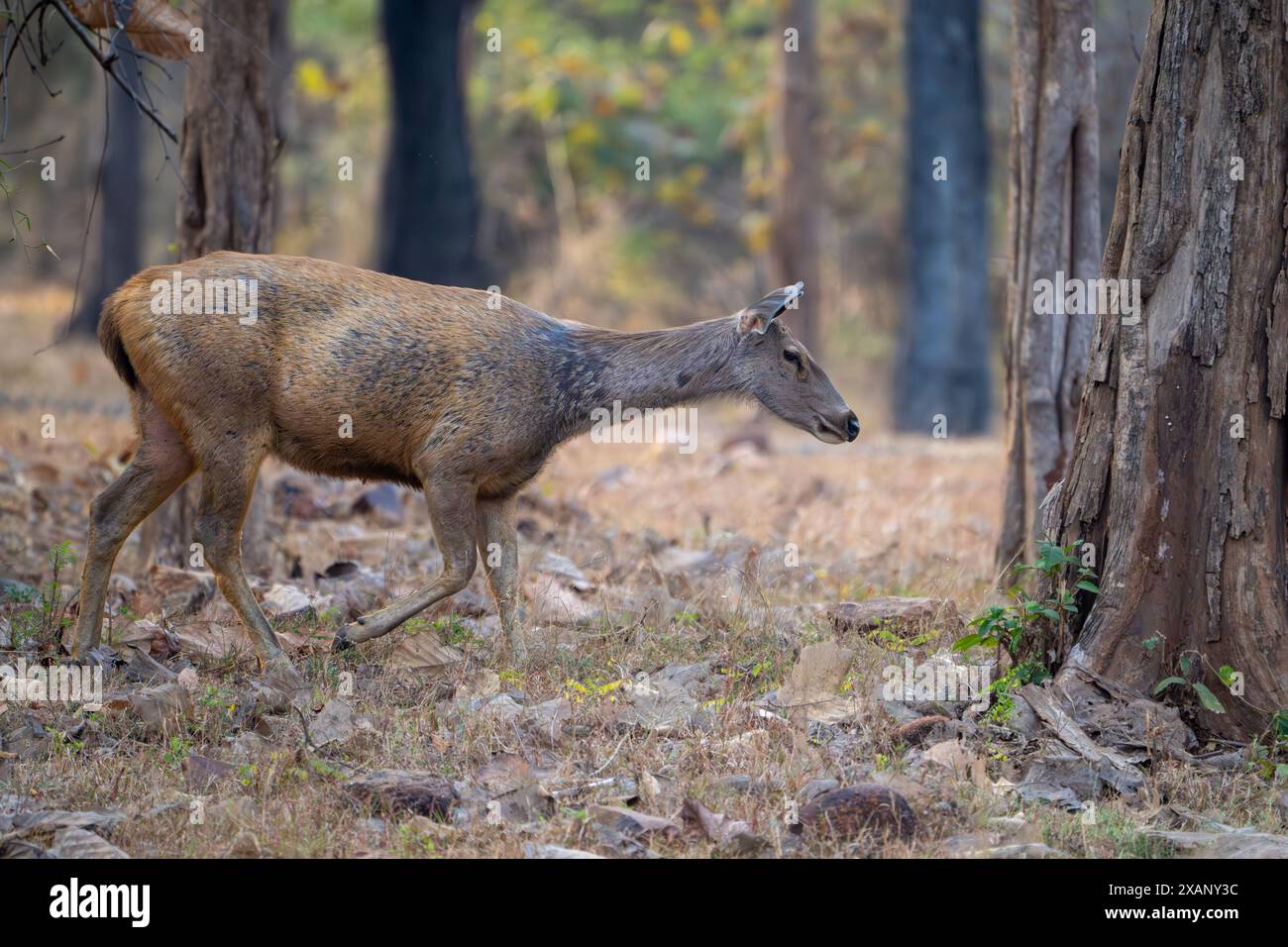 Sambar Deer Female (Rusa unicolor Stock Photo - Alamy