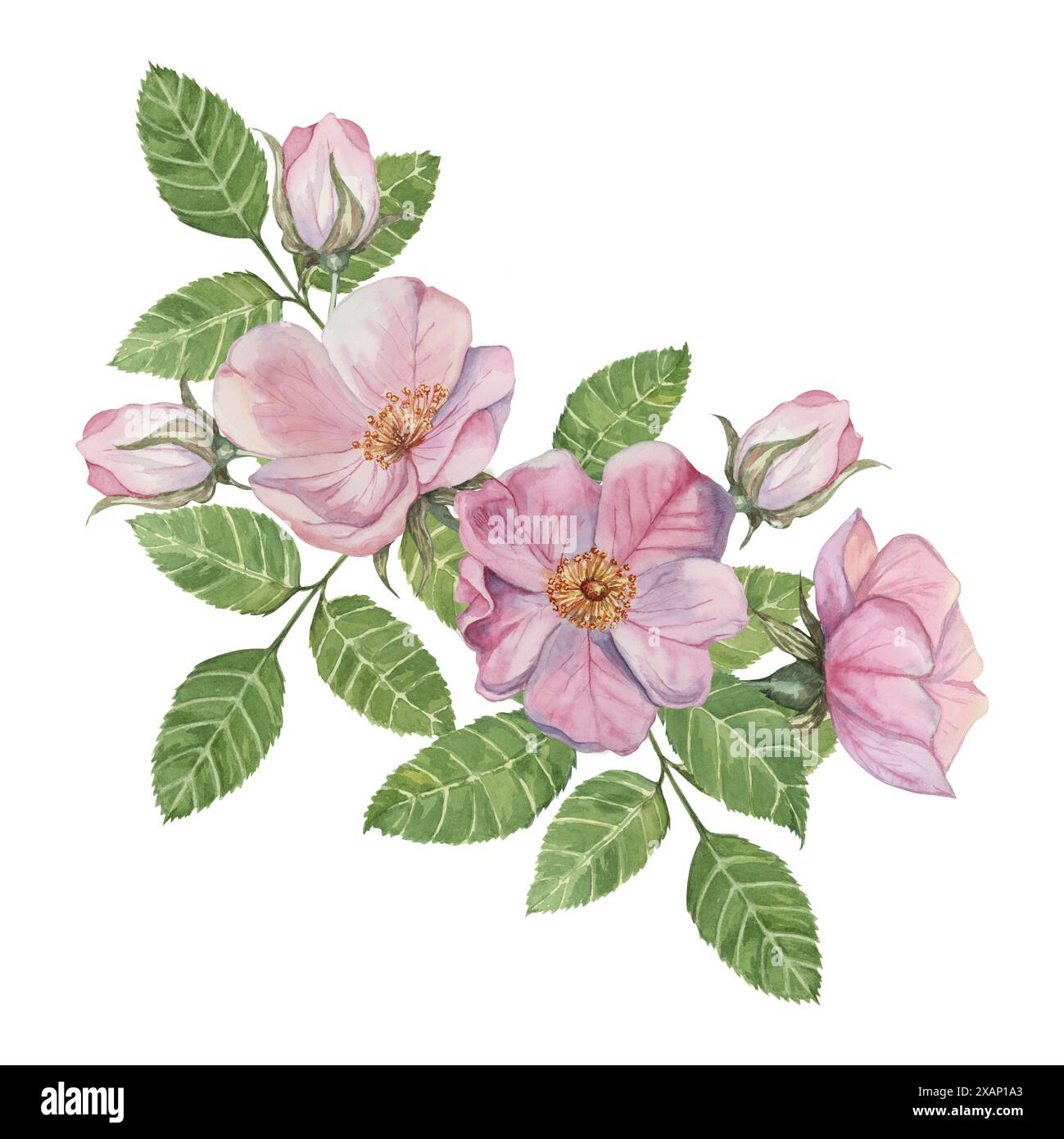 Dog Rose and Echinacea | Greeting Card Dog Rose and Echinacea | Greeting Card