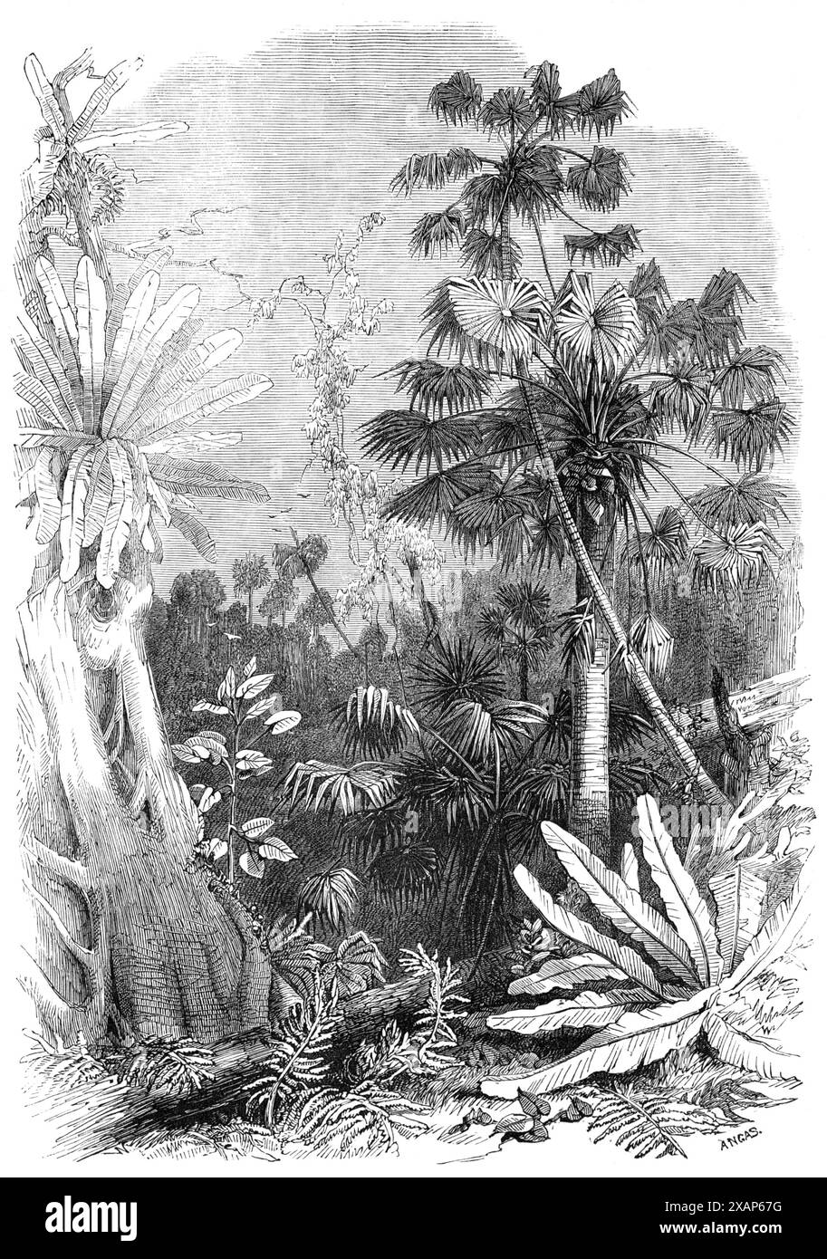 Forest scene on the Illawarra Mountains, New South Wales, [Australia], 1868. 'Not more than forty miles from Sydney, on the coast to the southward, is a region of picturesque beauty and luxuriant tropical vegetation quite different from that of the surrounding districts. This region consists of a belt of mountains sloping down to the Pacific Ocean, at the foot of which are valleys of rich soil, well-watered, and wondrously fertile. The ravines of these mountains are clothed with the most dense and lofty forests, in which the grotesque cabbage-palm and the graceful tree-fern abound, and the fla Stock Photo