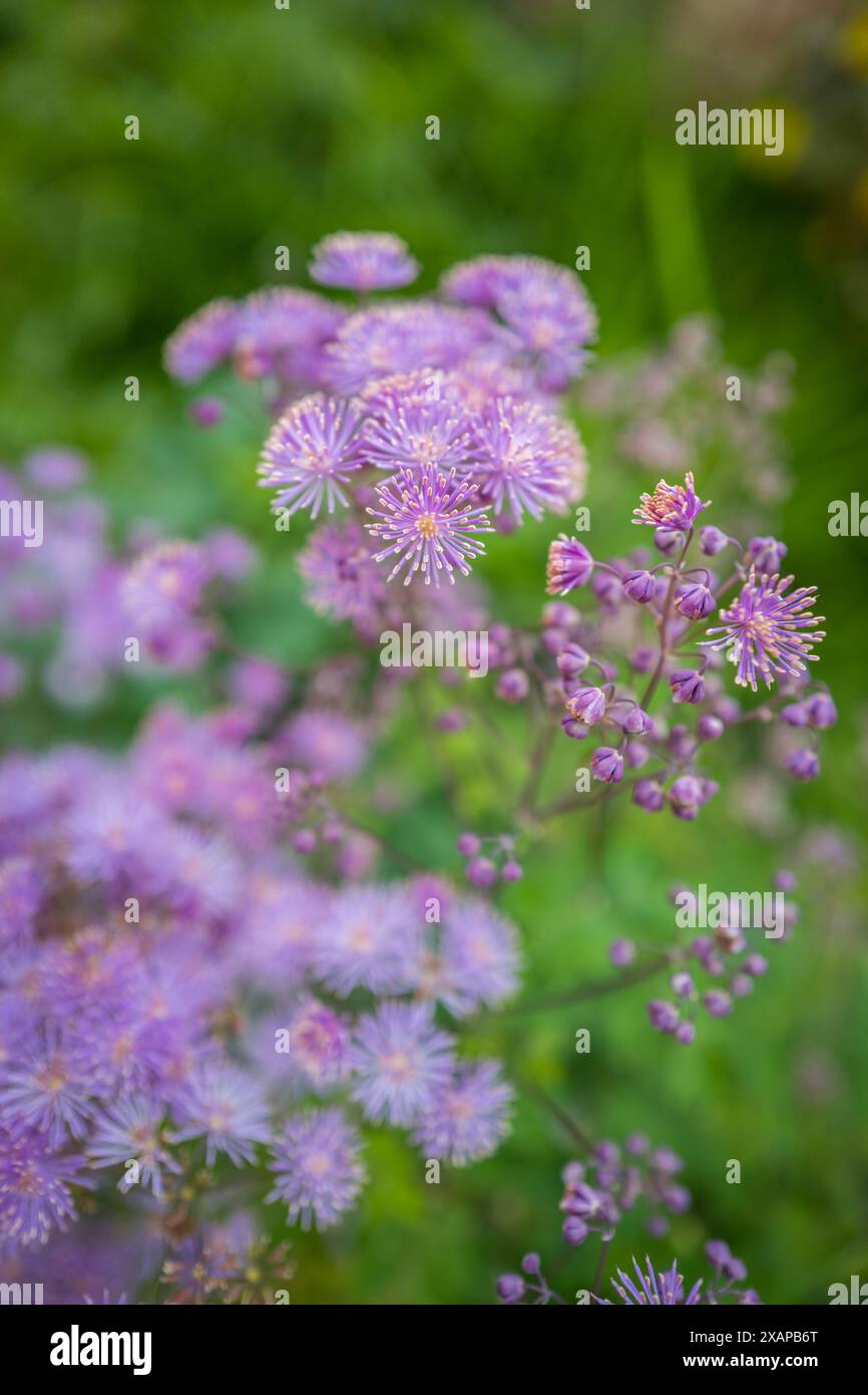 Thalictrum aquilegifolium Thundercloud perennial plant in full flower ...