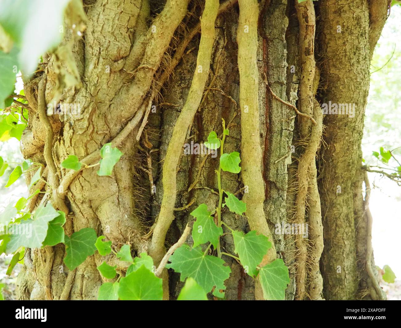 Creepers on tree branches in a European forest. Serbia, Fruska Gora ...