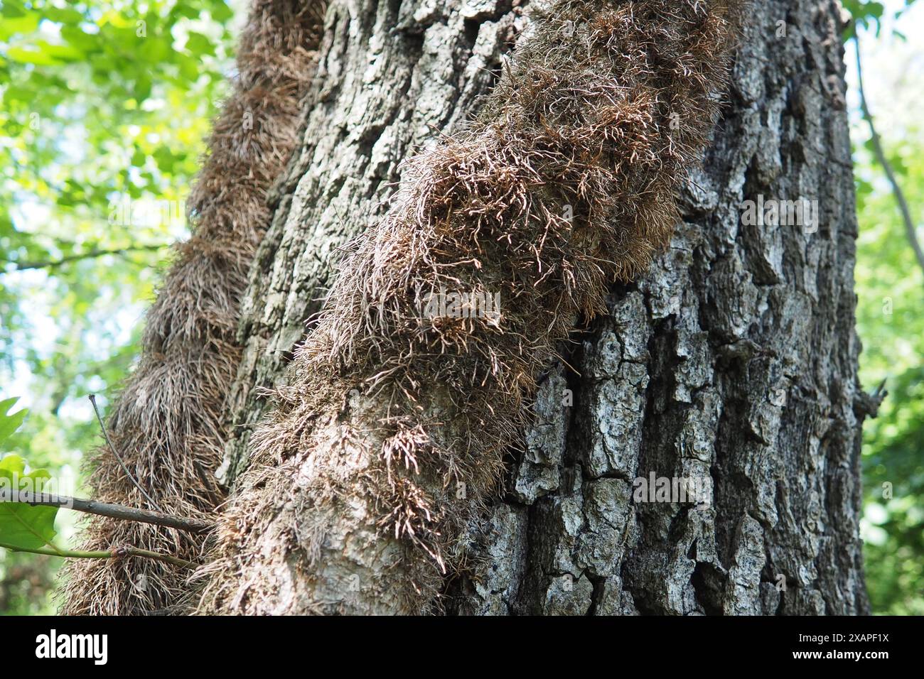 Creepers on tree branches in a European forest. Serbia, Fruska Gora ...