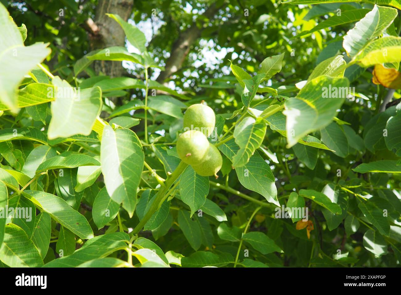 Juglans regia, the Persian, English, Carpathian or Madeira walnut ...