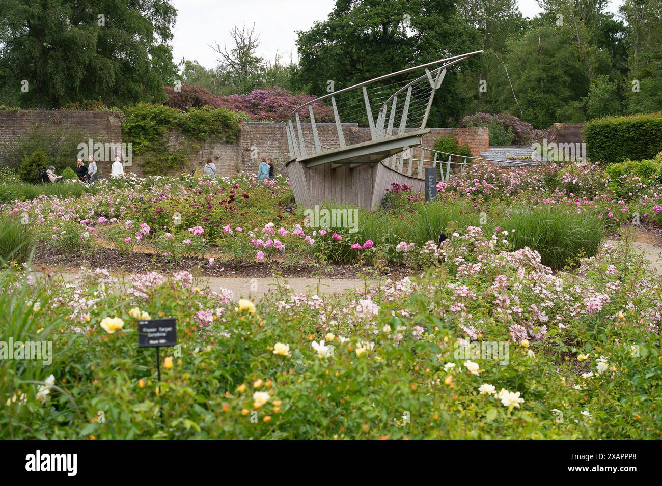 The Savill Garden Rose Garden in Egham, Surrey which is a 35 acre haven