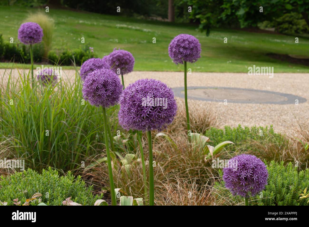 Pretty aliums at The Savill Garden in Egham, Surrey which is a 35 acre haven of gardens, woodland and seasonal displays. Commissioned by George V and created by Eric Savill in 1932 Stock Photo