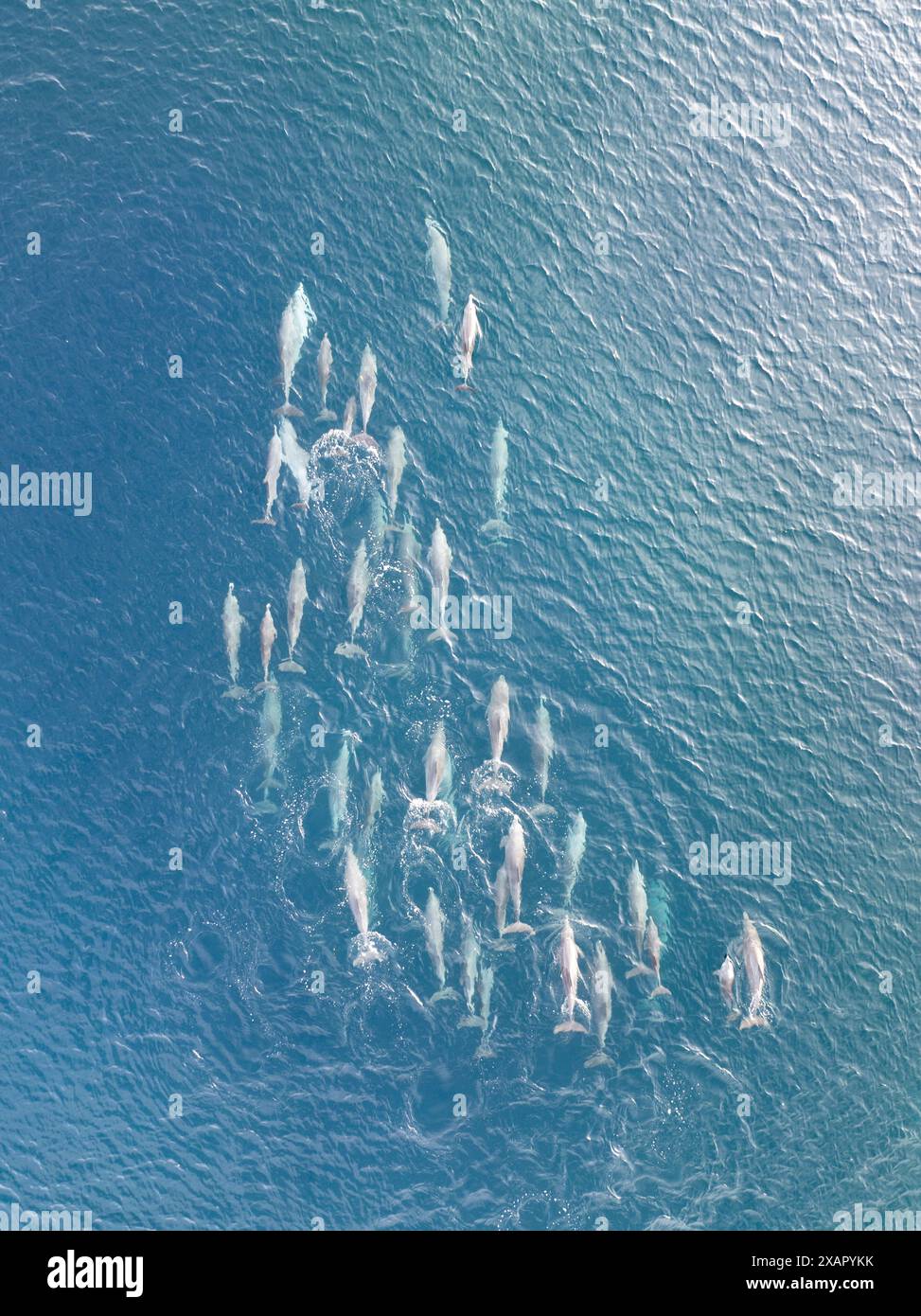 A pod of Spinner dolphins, Stenella longirostris, swims through blue seas in a remote part of Indonesia. These cetaceans are common in the Pacific. Stock Photo