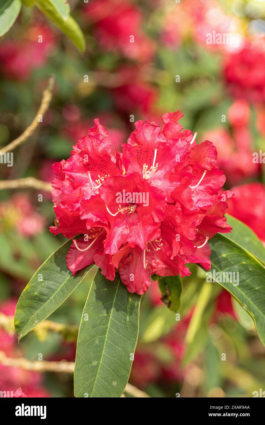 Red Rhododendron England Close up of red Rhododendron Van Nes hybrid flowering in spring at ...