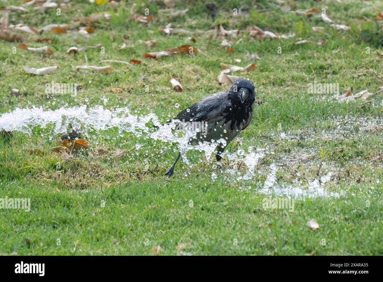 A gray crow washing and cooling itself in a lawn sprinkler's water ...
