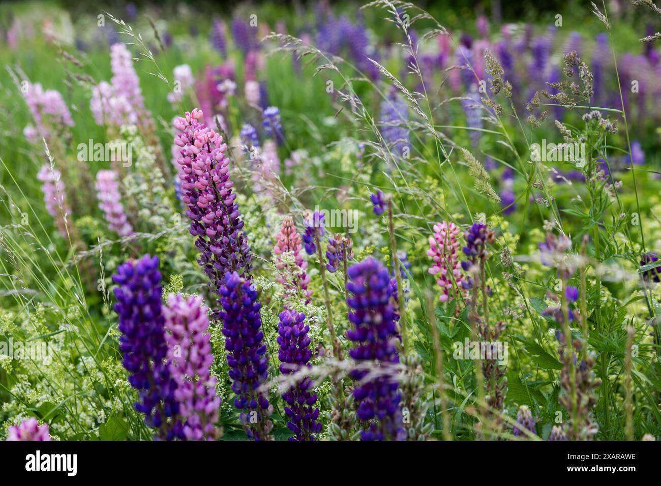 The cycling week, Lupinus, commonly known as lupin, lupine, or ...