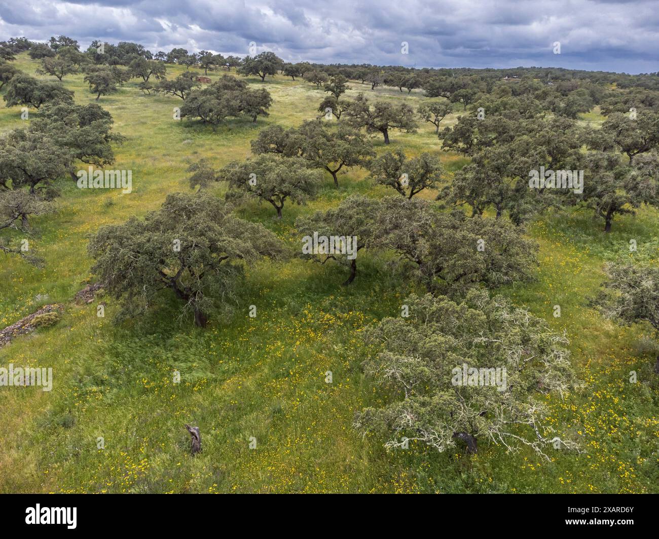 typical pasture, near Valverde del Camino, Campiña Andévalo Commonwealth,, Huelva, Andalusia, Spain. Stock Photo