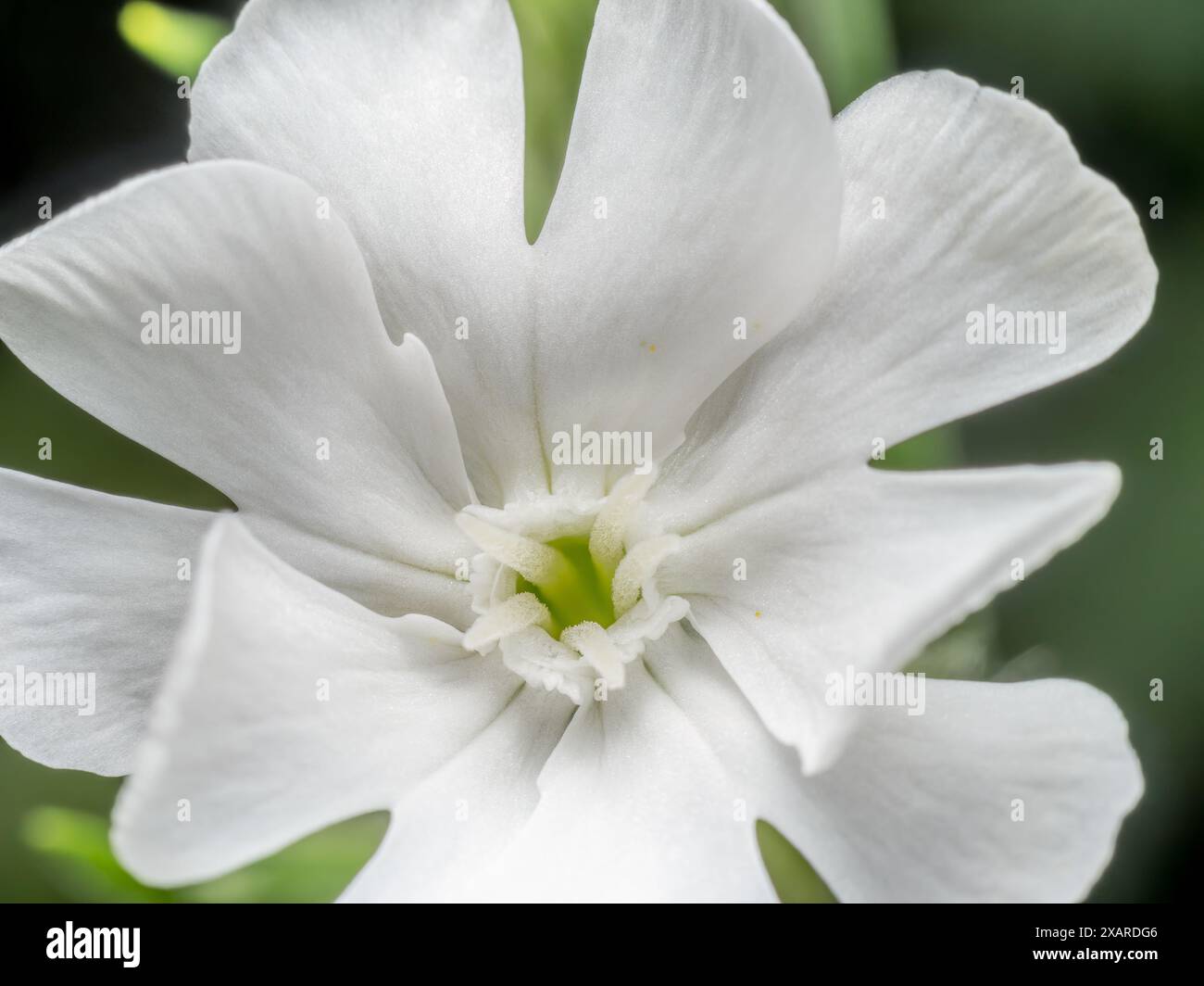 Closeup shot white meadow hi-res stock photography and images - Alamy