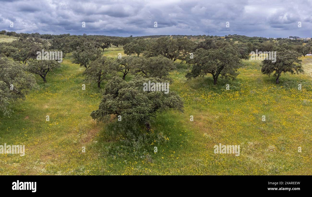 typical pasture, near Valverde del Camino, Campiña Andévalo Commonwealth,, Huelva, Andalusia, Spain. Stock Photo