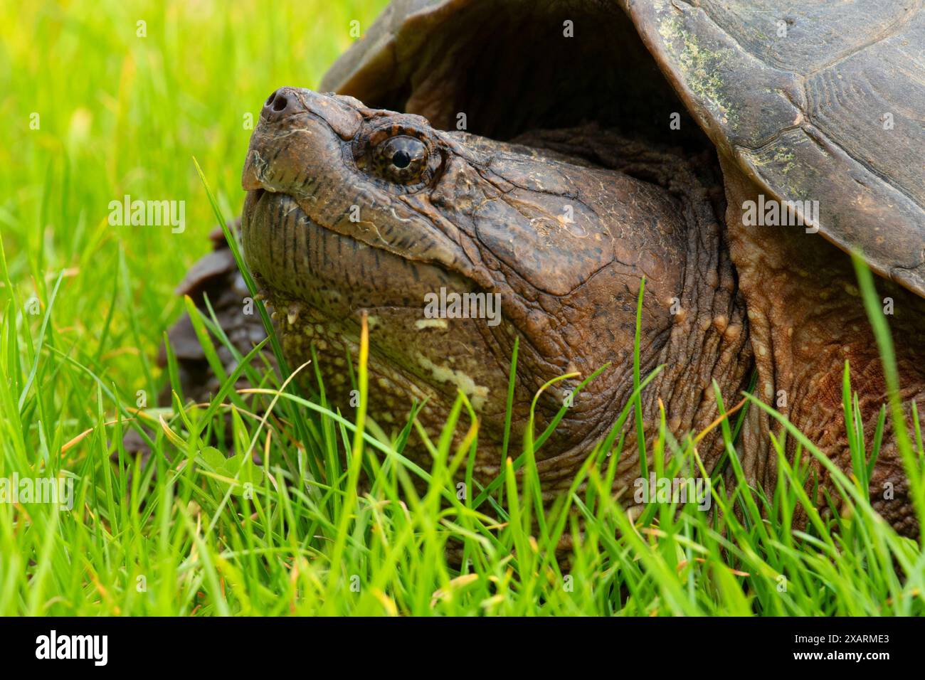 Common Snapping Turtle (chelydra Serpentina), Stanley Quarter Park, New 