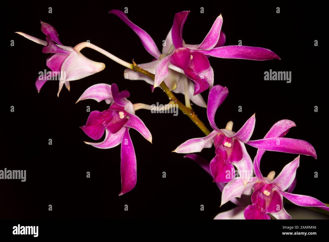 Dendrobium remy hartmann orchid hi-res stock photography and images - Alamy