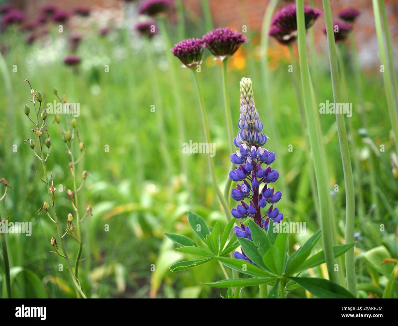 Cottage border plants hi-res stock photography and images - Alamy