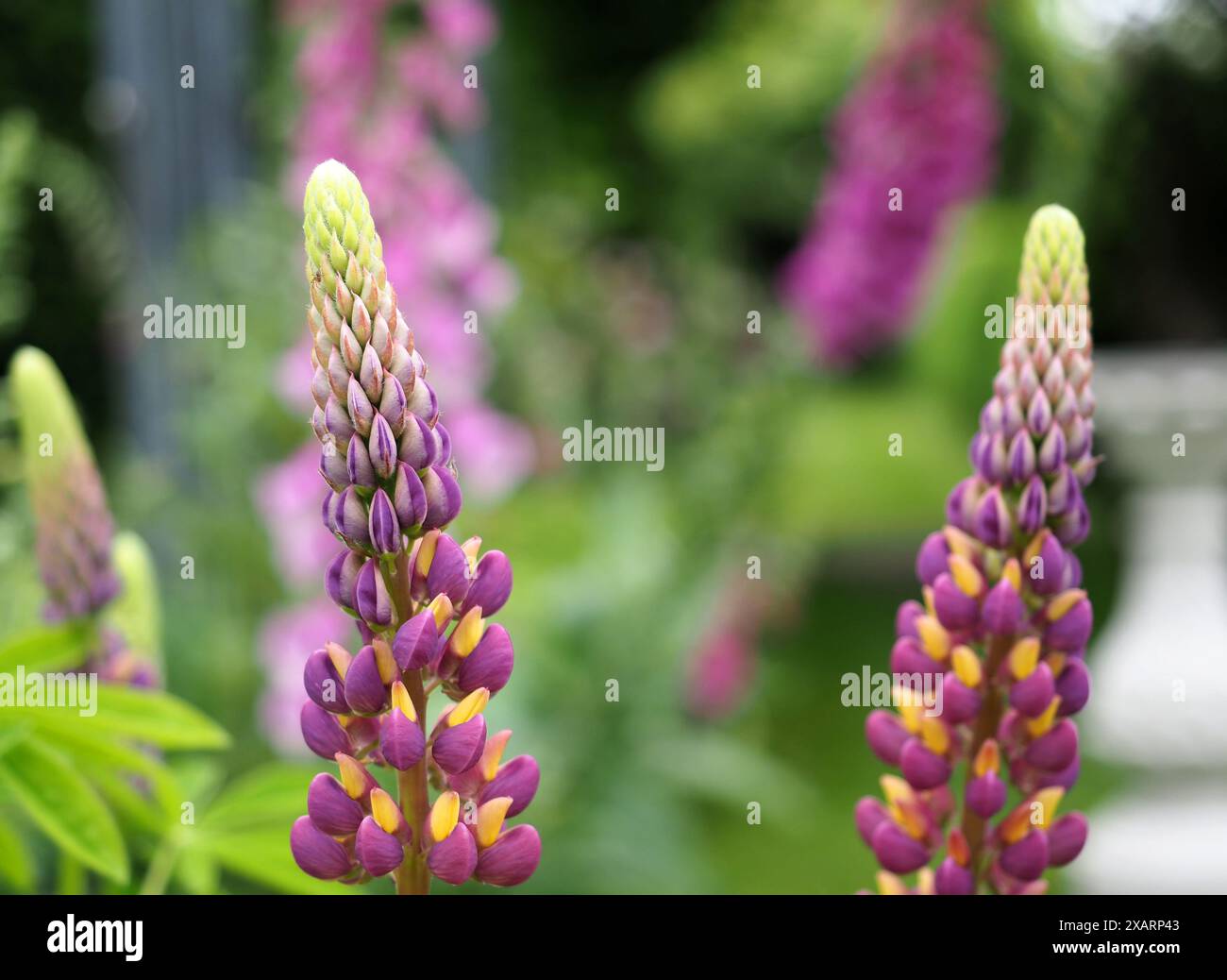 English cottage garden border hi-res stock photography and images - Alamy