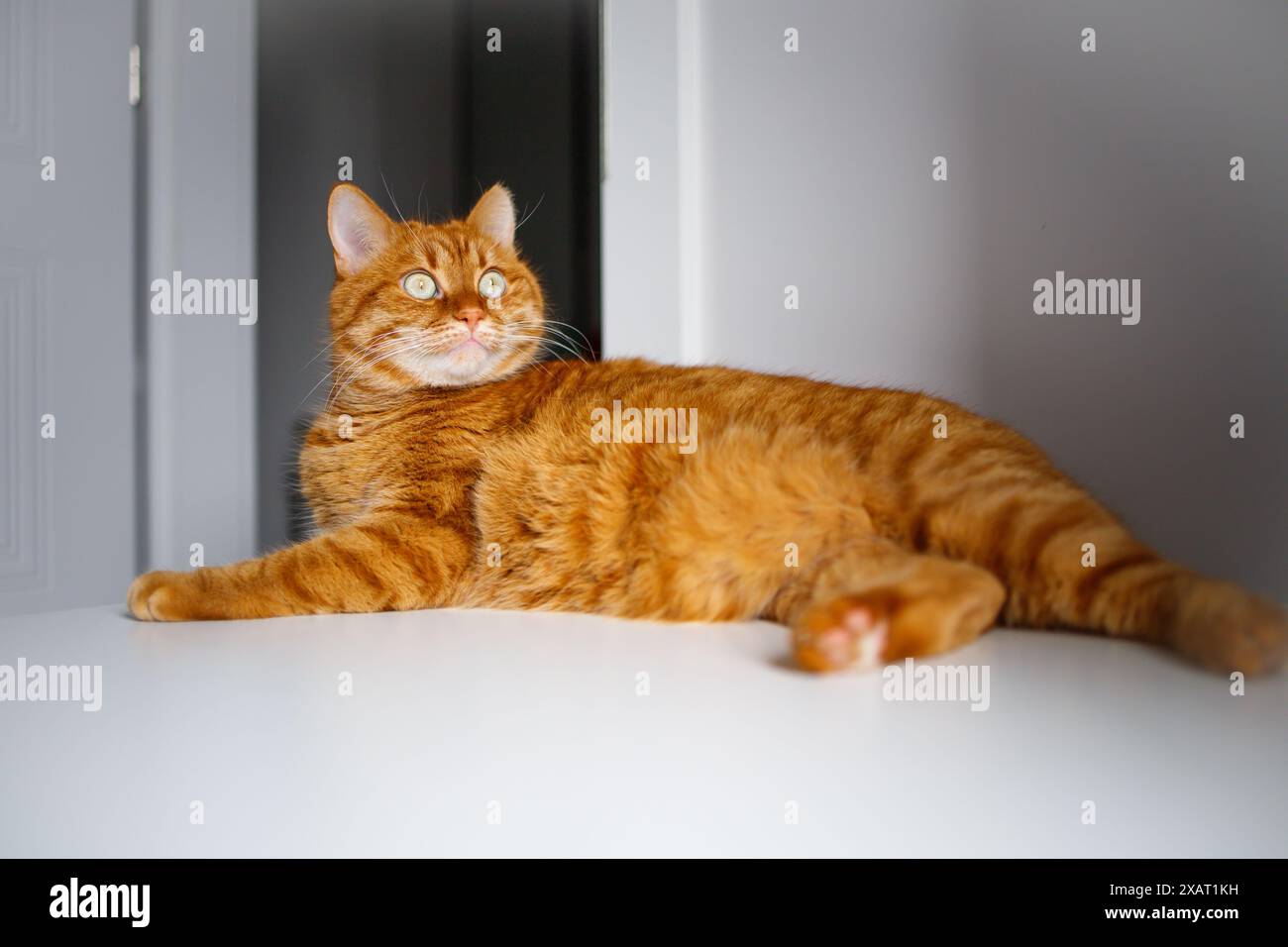 Adult ginger curious lying on the table Stock Photo