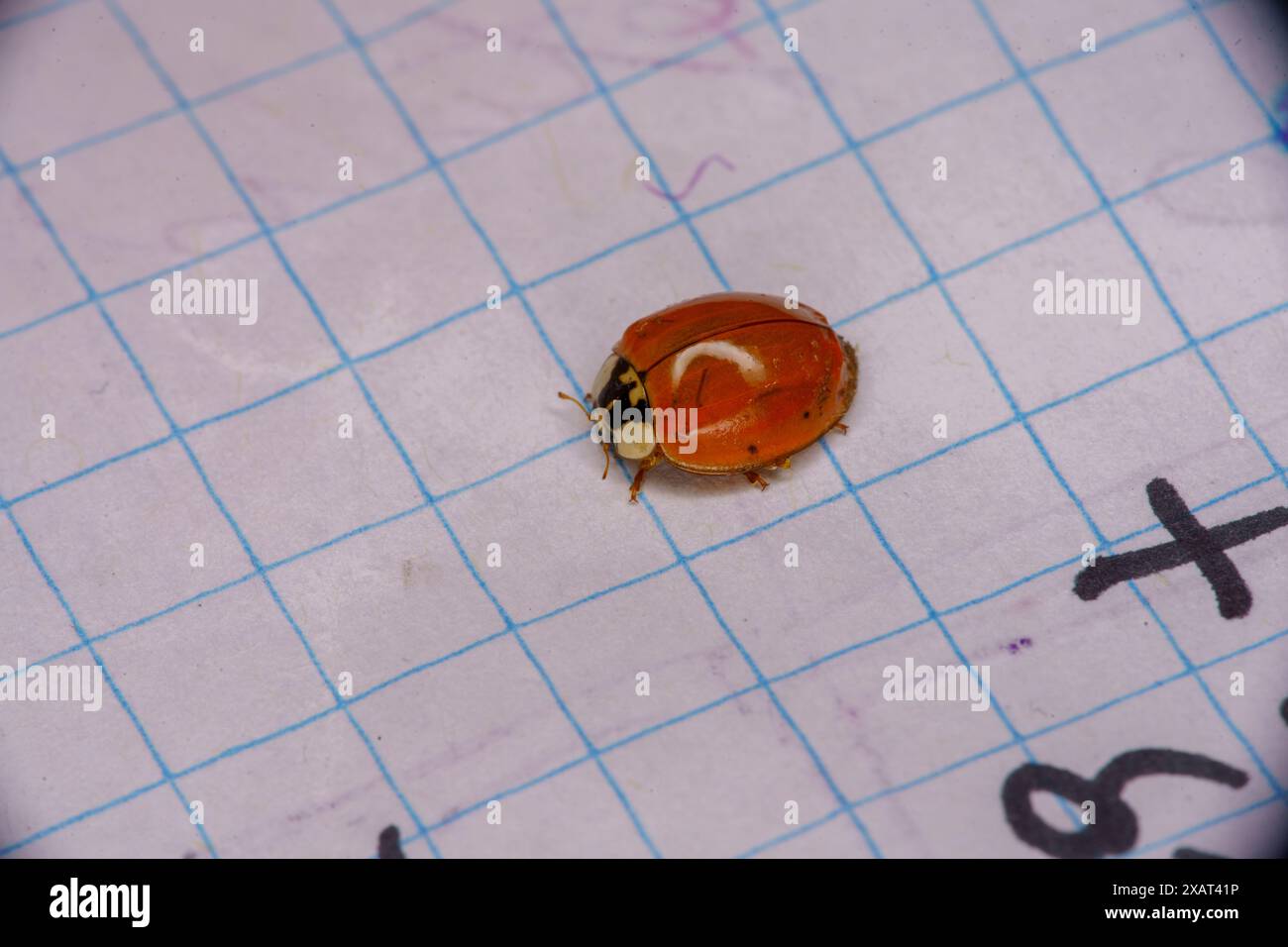 Harmonia axyridis Family Coccinellidae Genus Harmonia Asian ladybeetle wild nature insect wallpaper, picture, photography Stock Photo