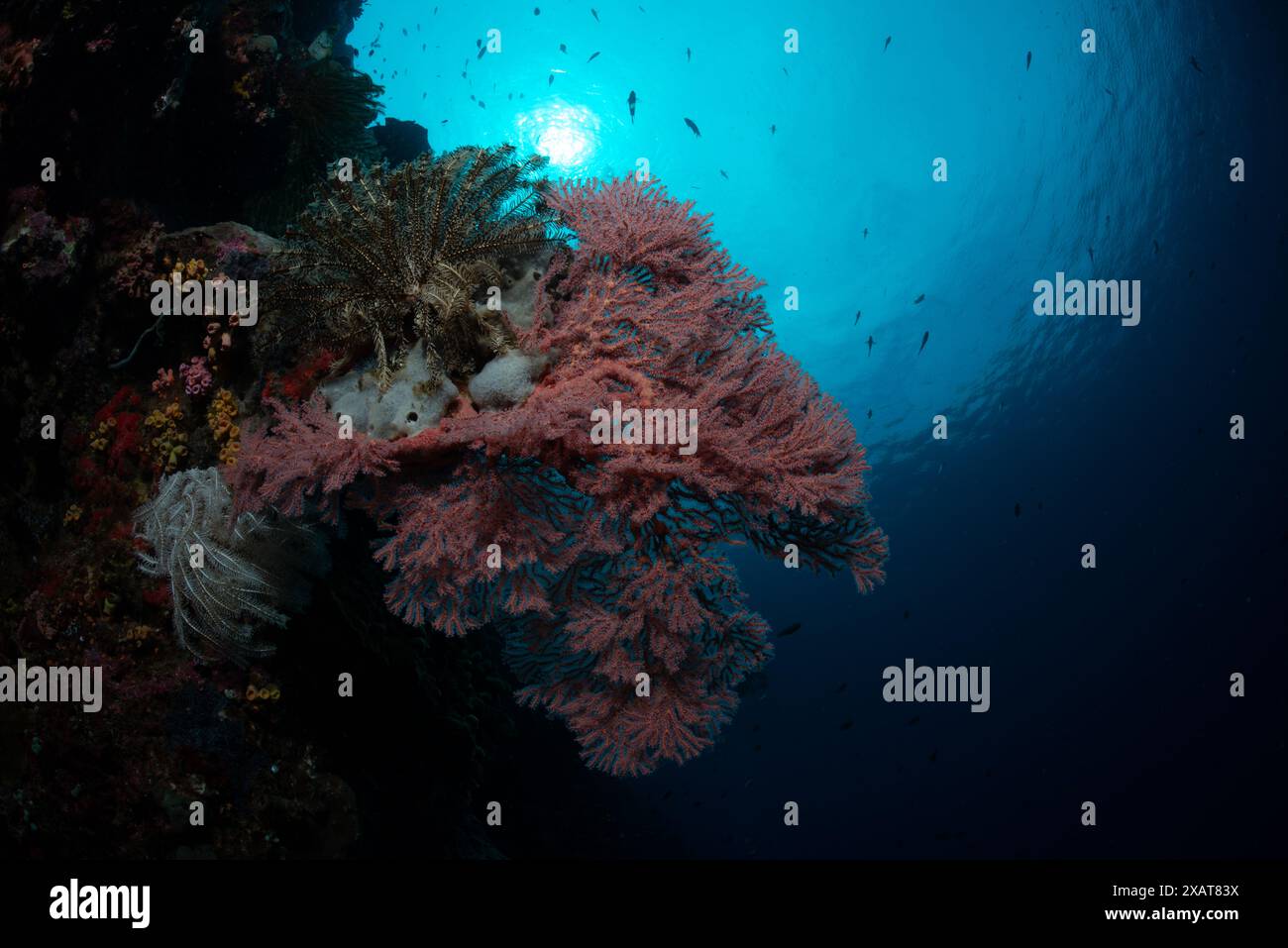 Reefscape - Bunaken Island Stock Photo