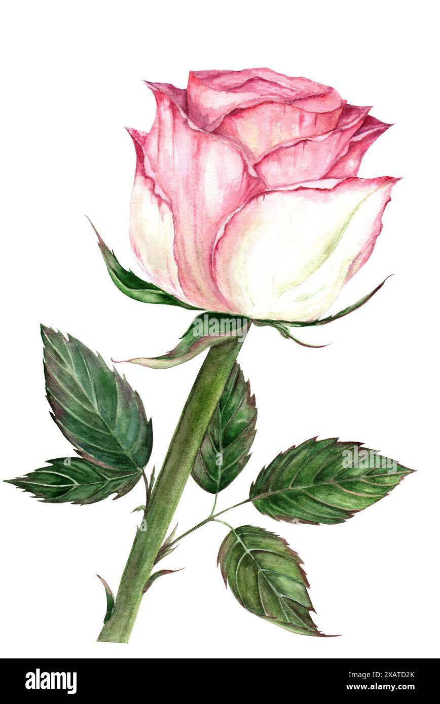 Illustration of a pink rose hand drawn in watercolor on a white ...