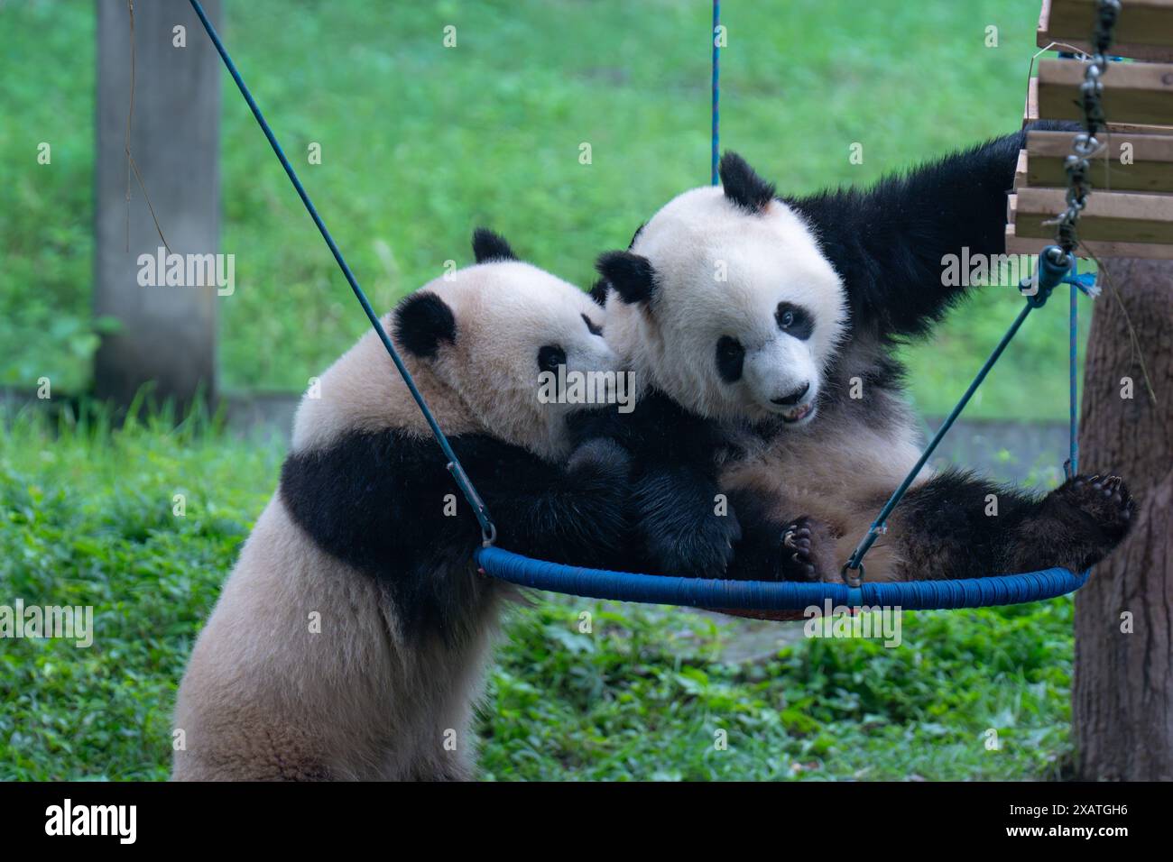Chongqing China June 8 2024 Two Giant Pandas Play At Chongqing Chongqing China June 8 2024 Two Giant Pandas Play At Chongqing