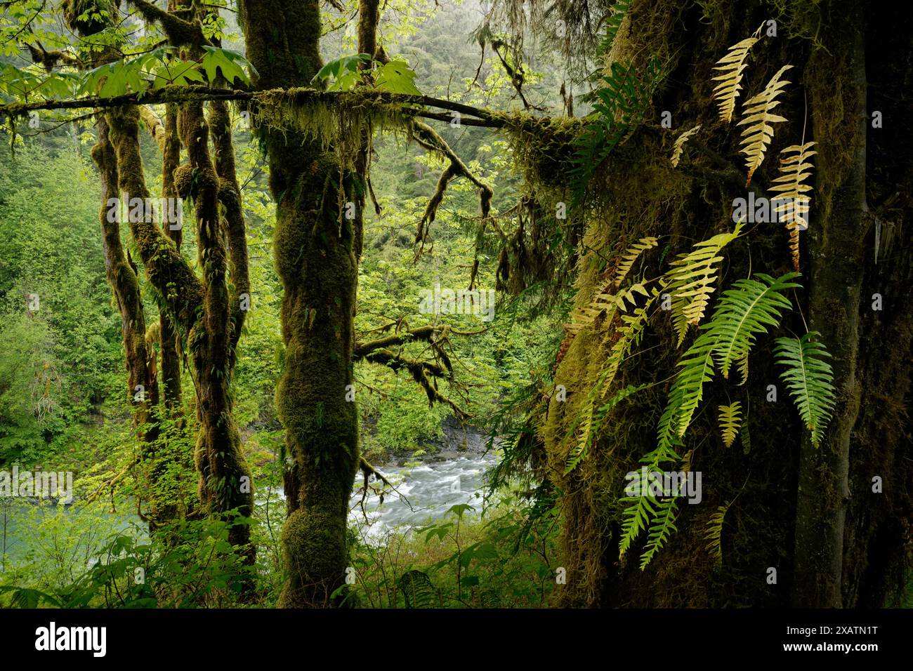 Licorice ferns growing on side of big leaf maple tree, South Fork Stillaguamish River, Robe Canyon Historic Park, Cascade Mountains, Snohomish County, Stock Photo