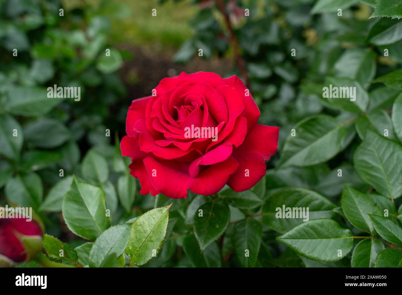A Stiletto Rose flower in a garden. United States. Stock Photo