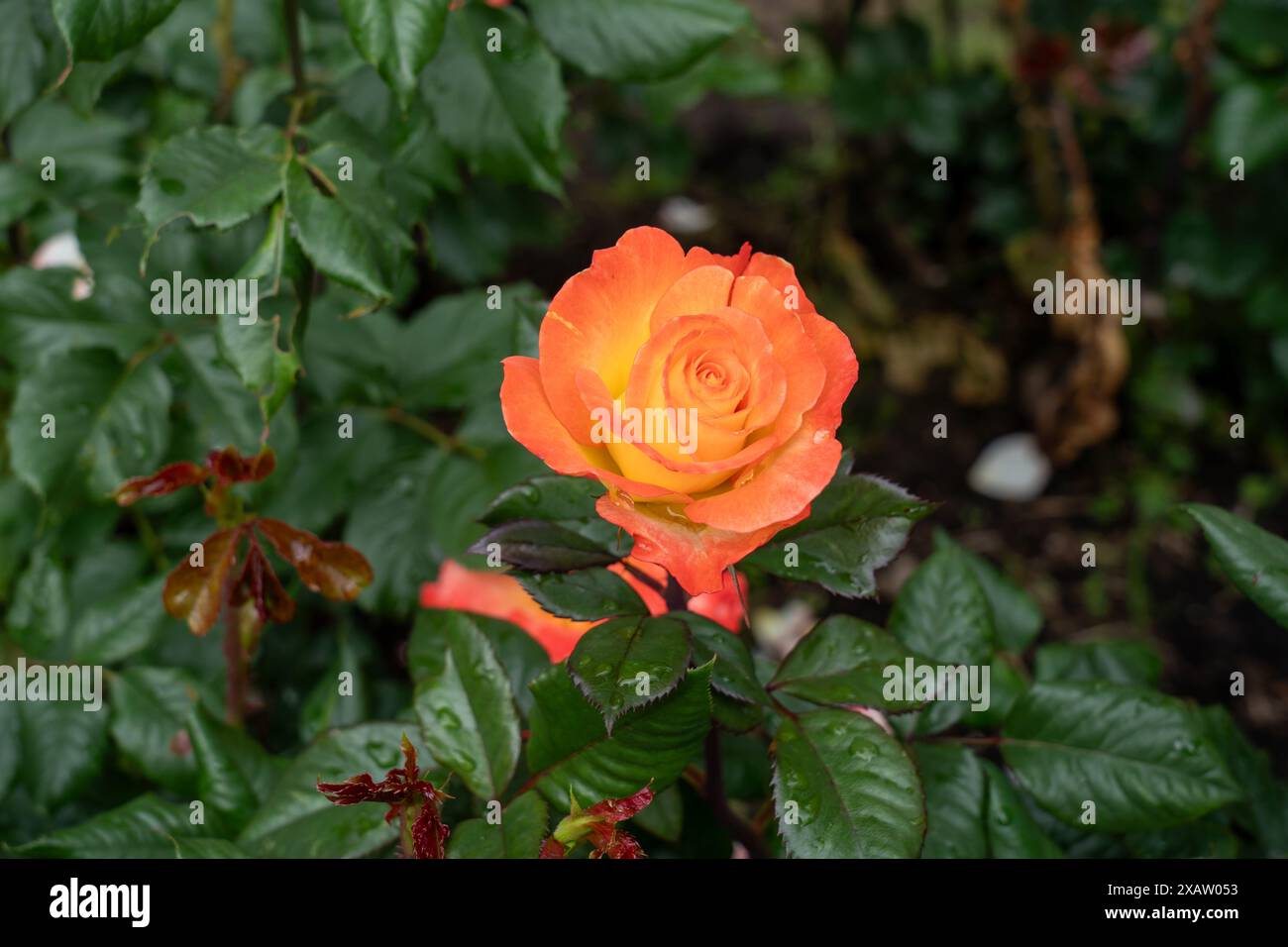 Chihuly Rose flowers growing in the garden. United States. Stock Photo