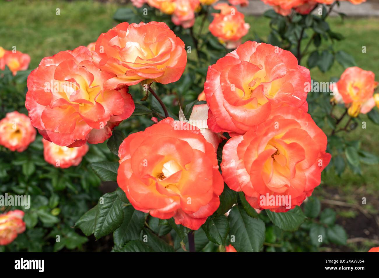 Chihuly Rose flowers growing in the garden. United States. Stock Photo