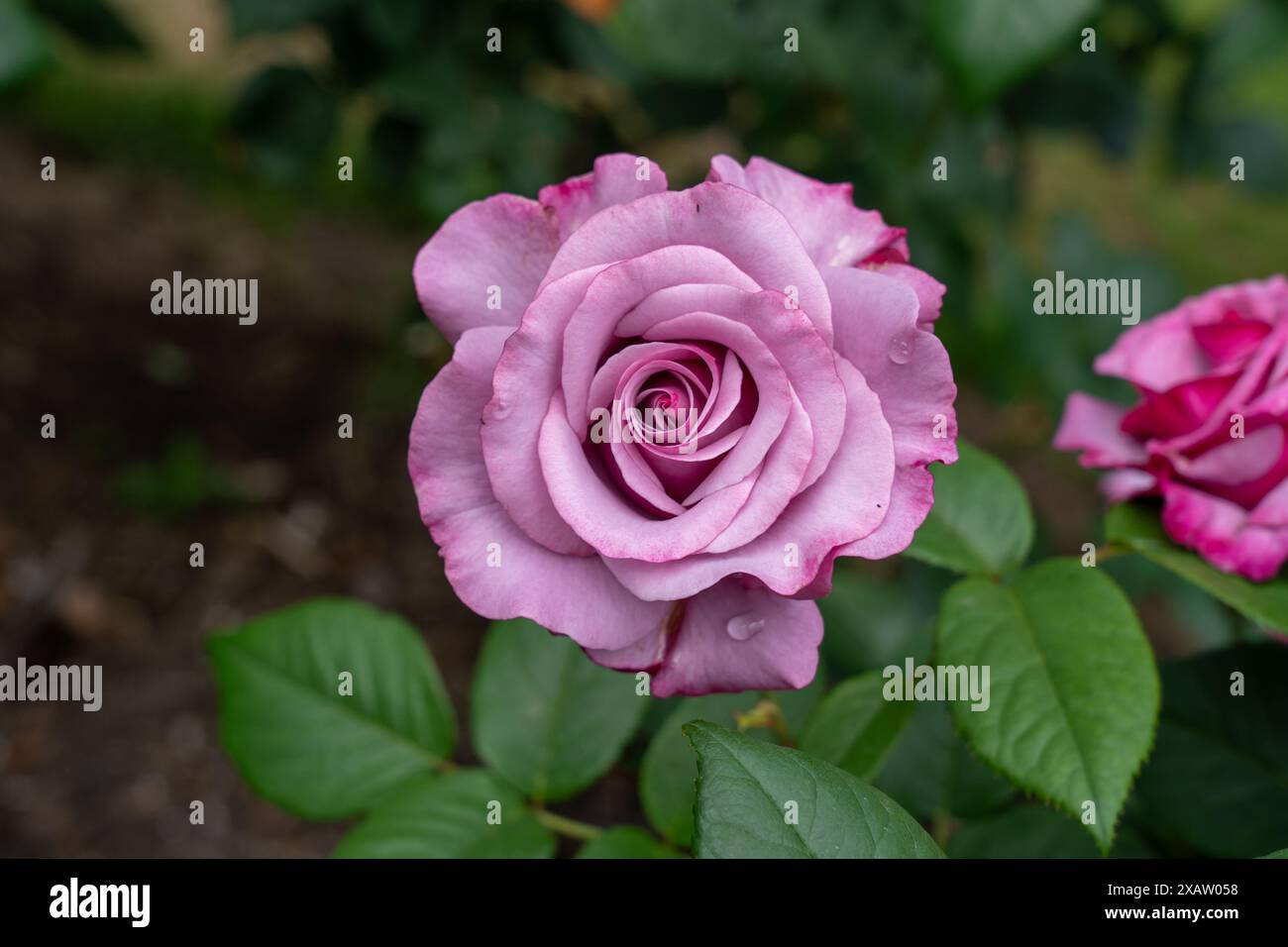 A Neptune Rose flower growing in the garden. United States. Stock Photo