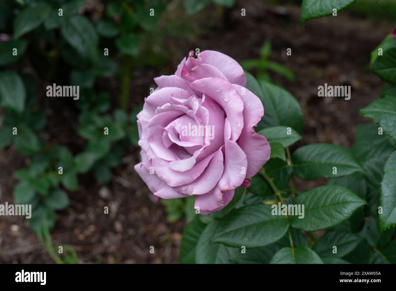 A Neptune Rose flower growing in the garden. United States. Stock Photo