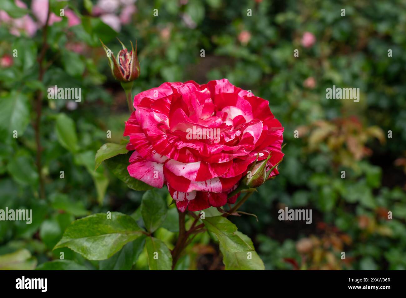 A Rock and Roll Rose flower growing in the garden. United States. Stock Photo