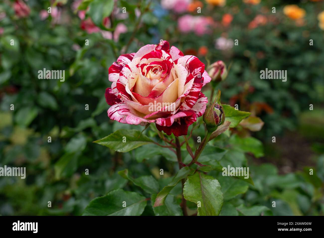 Rock And Roll Rose Seeds