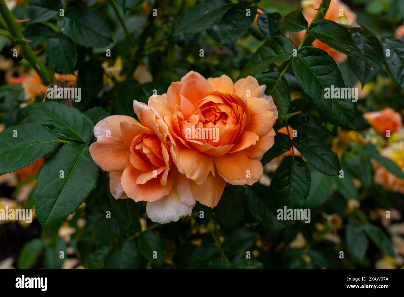 June rose flowers hi-res stock photography and images - Alamy