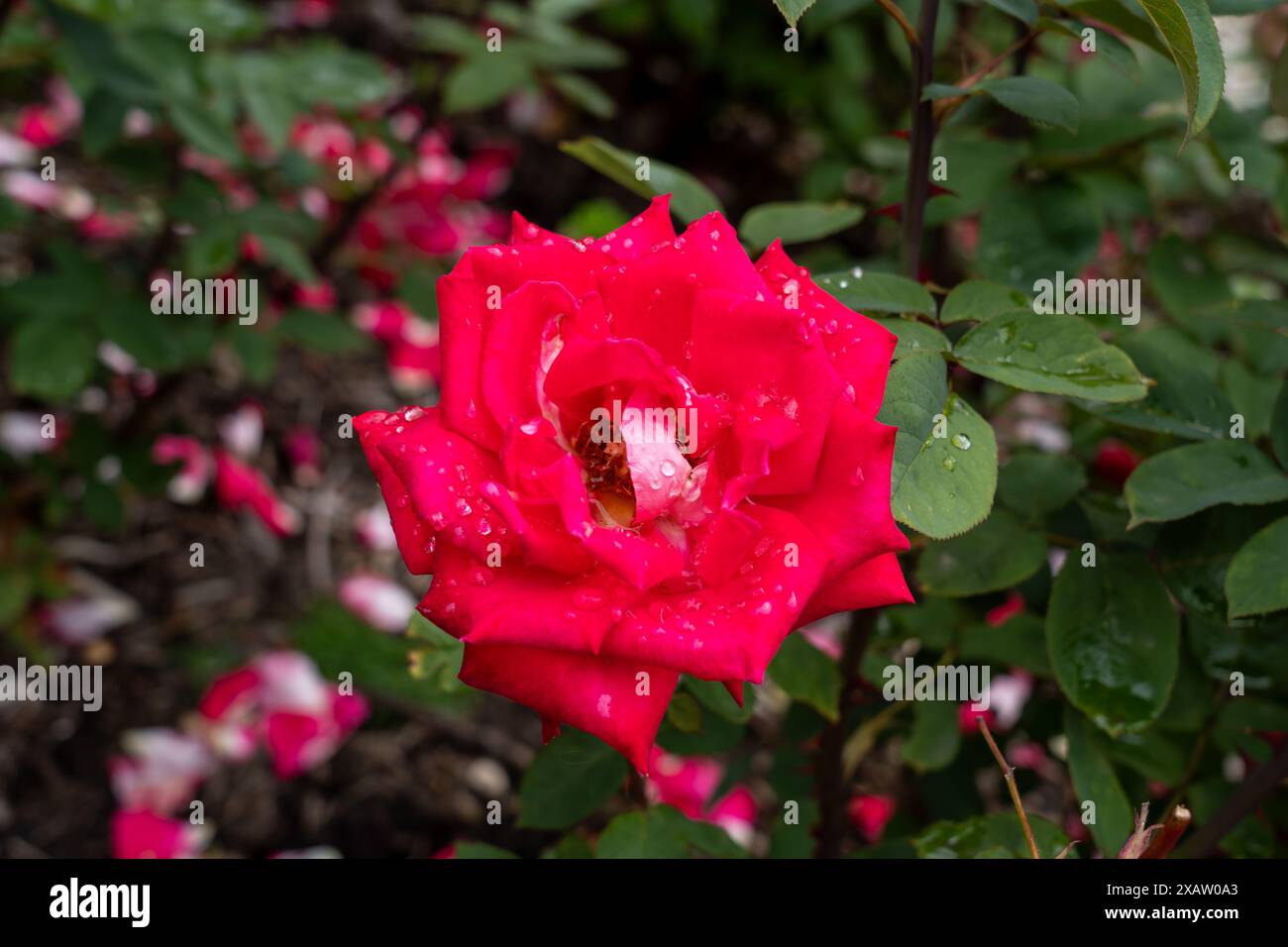 A Love Rose flower growing in the garden. United States. Stock Photo