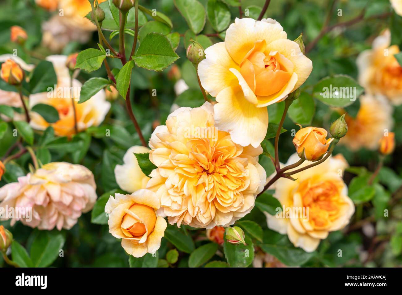 Port Sunlight Rose flowers growing in the garden. United States. Stock Photo