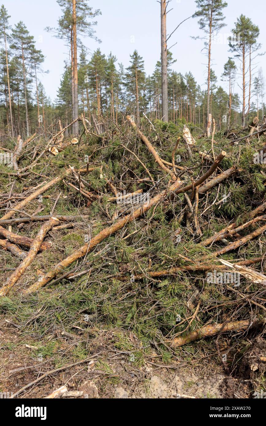 deforestation of pine forests in eastern Europe, harvesting of pine ...