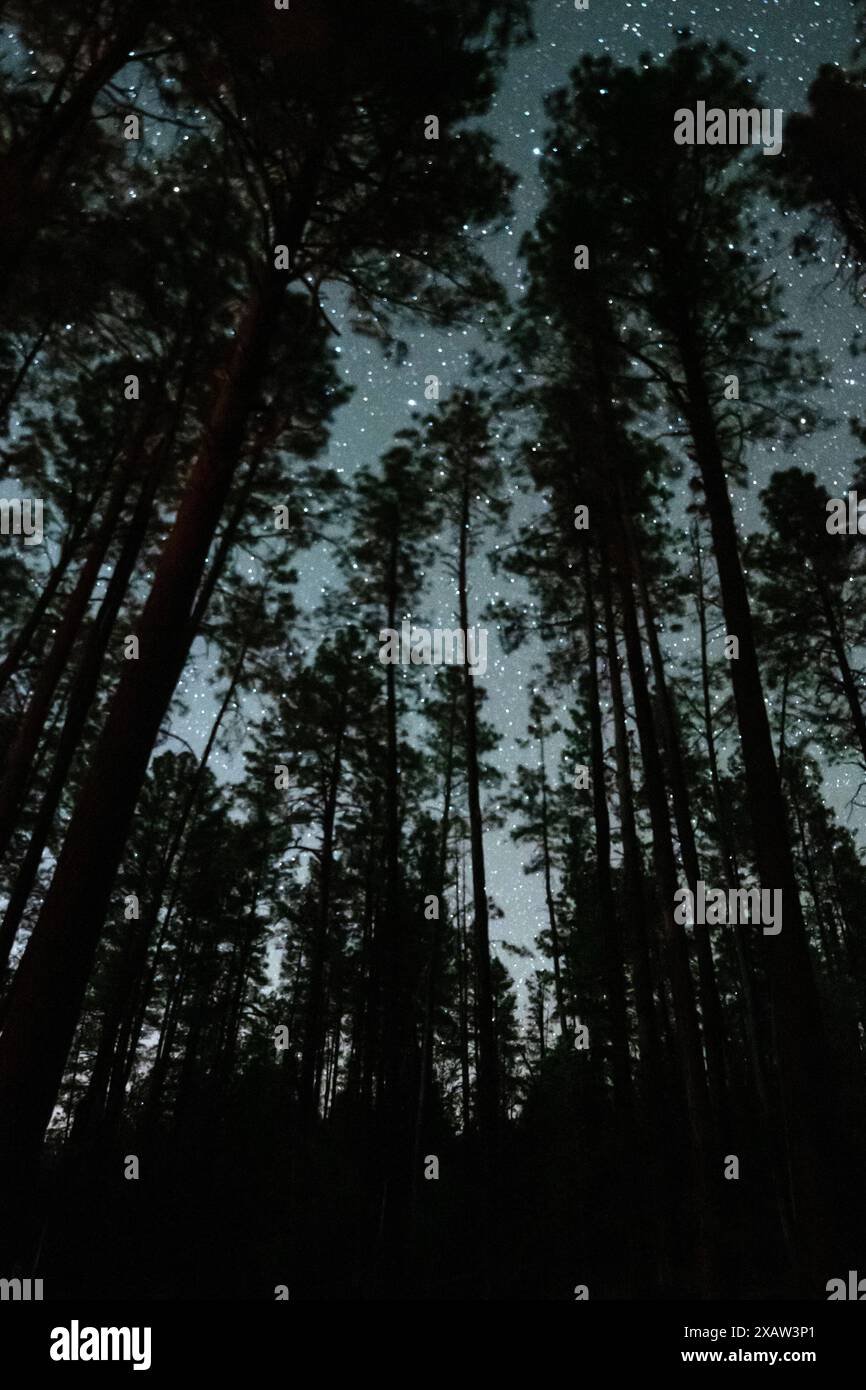 Forest trees and starry sky Stock Photo