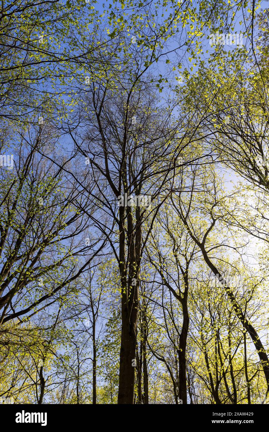 Tree During T Spring flowering trees in the spring season , a park with different types of ...
