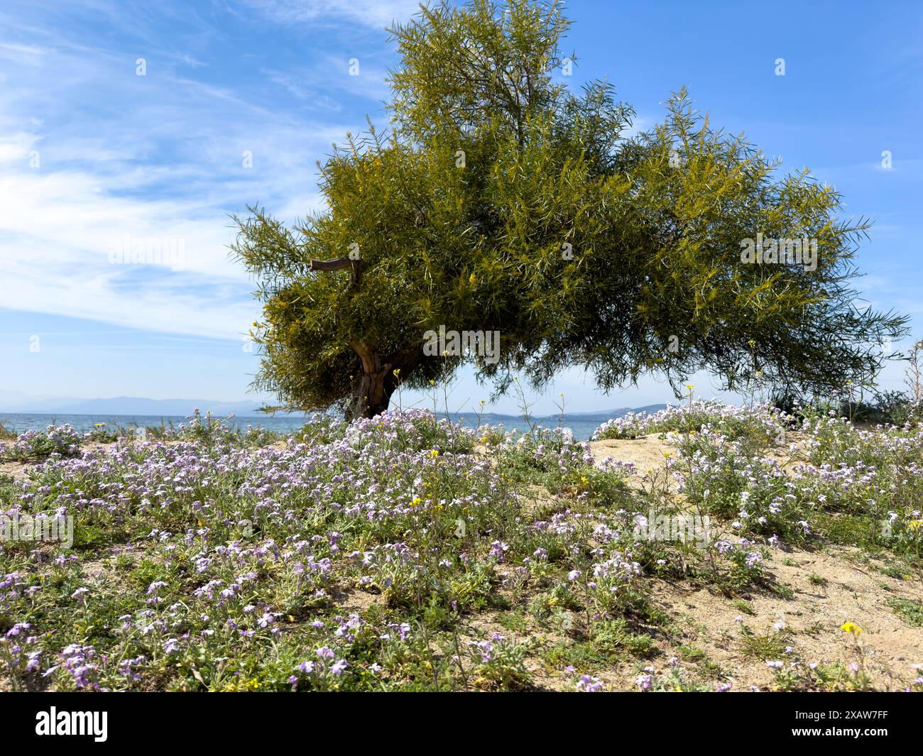 Sandy beach with shade from green tamarisk, tamarix, salt cedar tree or acacia longifolia at seaside sunny day. Summer with clear blue sky calm sea. Stock Photo