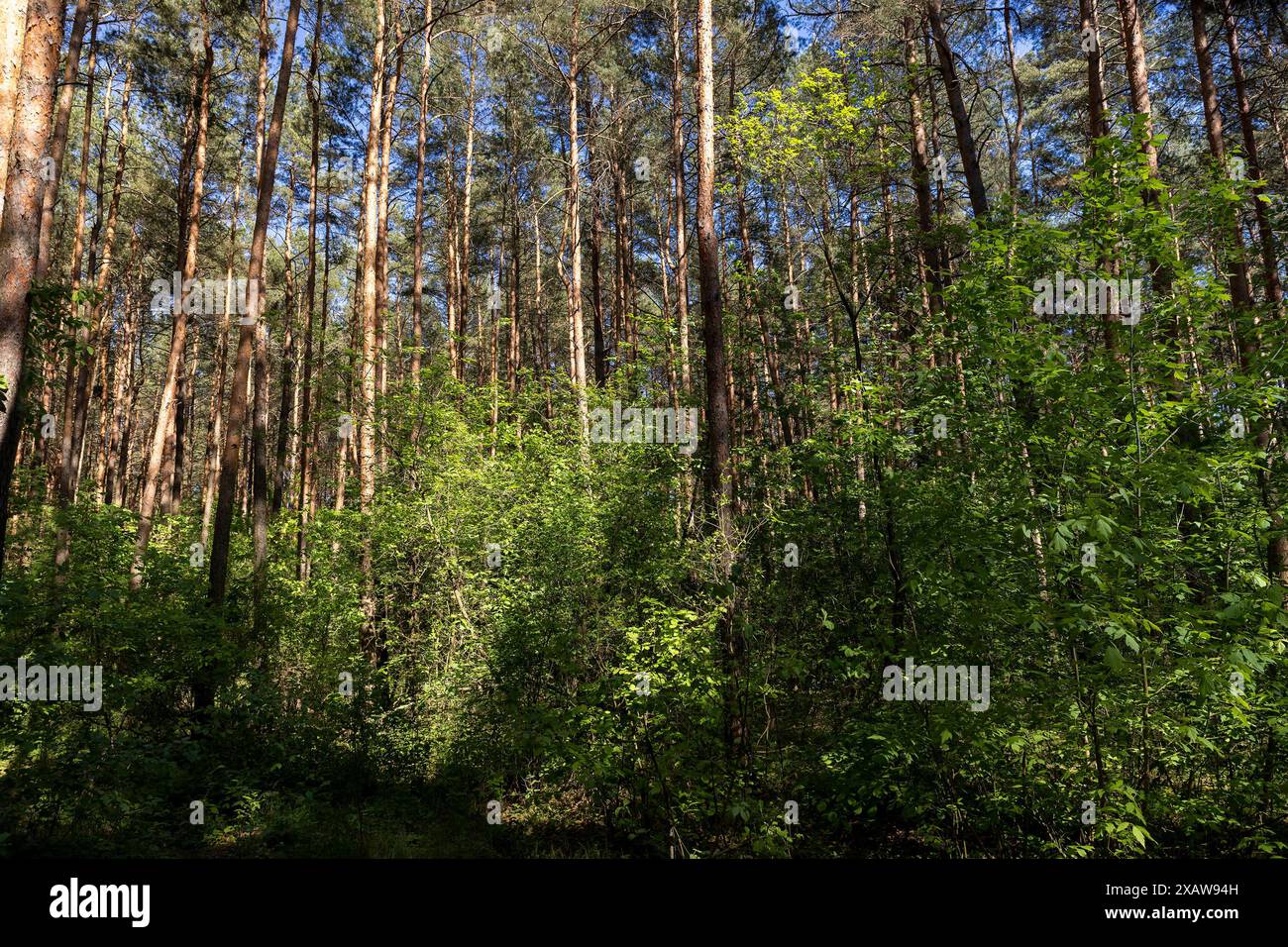 pine forest with tall trees against a blue sky background, spring ...