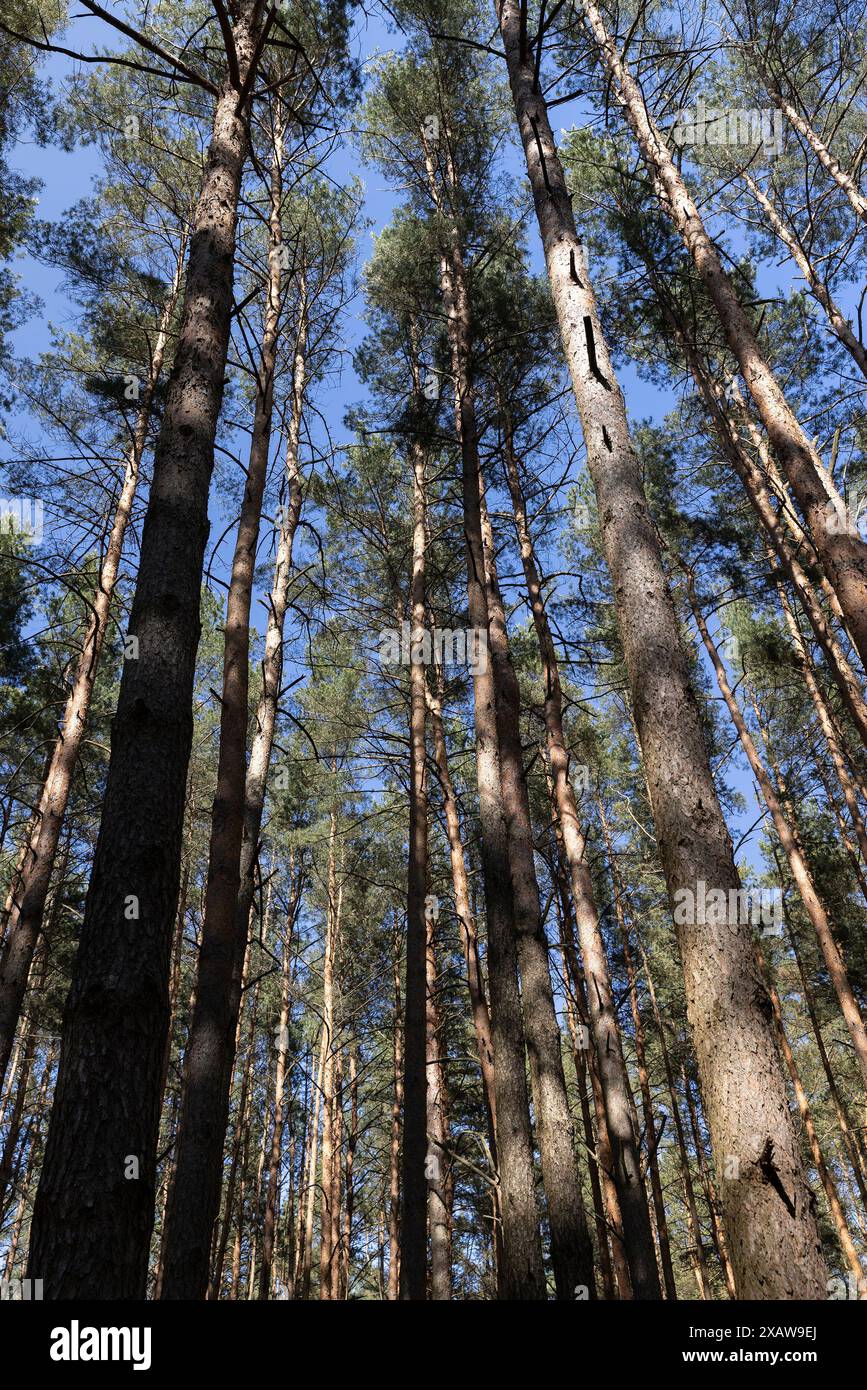 pine forest with tall trees against a blue sky background, spring ...