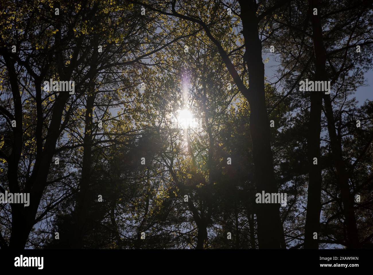 pine forest with tall trees against a blue sky background, spring ...